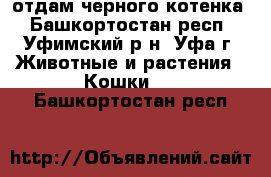 отдам черного котенка - Башкортостан респ., Уфимский р-н, Уфа г. Животные и растения » Кошки   . Башкортостан респ.